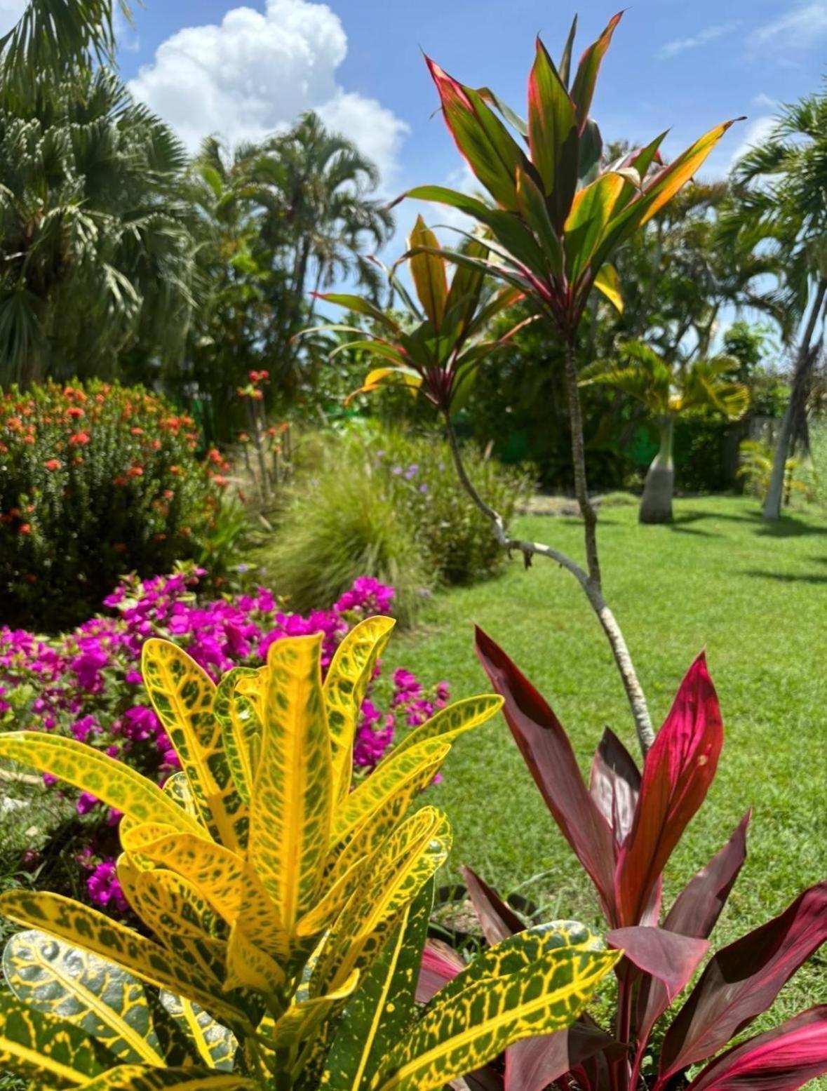 Le Petit Havre Tropical Guadeloupe, Gite, Massages & Spa 생프랑수아 외부 사진